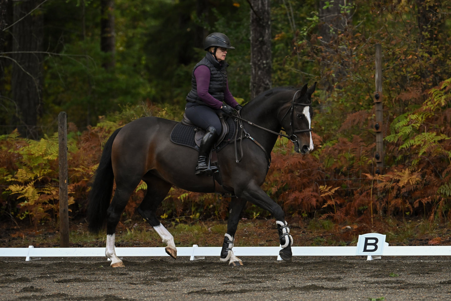 Jump 4 Joy Dressage Complete Dressage Surround