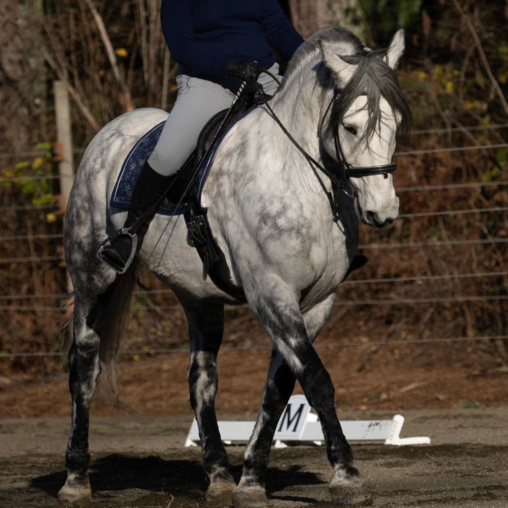 Dressage